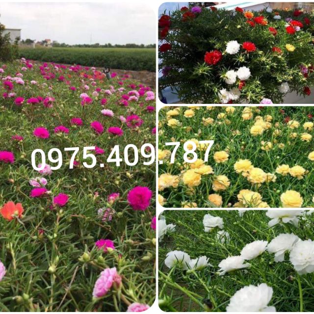 Cây giống hoa mười giờ tại TP.HCM_ 1kg 50k.