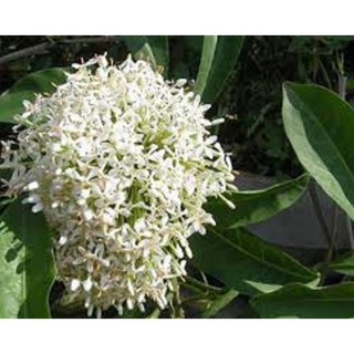 Hoa mẫu đơn trắng, đơn ta, hoa rất thơm, gửi đi nguyên bầu cây lớn đang nụ hoặc sắp nụ