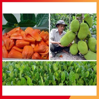 [NHẬP MÃ NUTR2882 GIẢM 10K] Cây Giống Mít Mã Lai Ruột Đỏ Xơ Đỏ Siêu trái, Siêu Ngọt