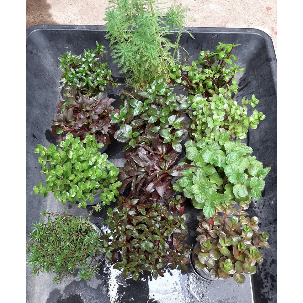 Cây Thủy sinh trang trí bể cá: Cây diệp tài hồng lá hẹp, bó 18 - 20 cây đã có rễ