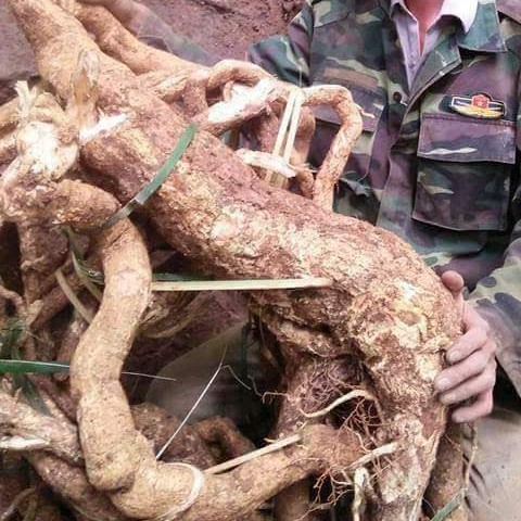 500G XÁO TAM PHÂN MỘC SƠN (HÀNG RỪNG)