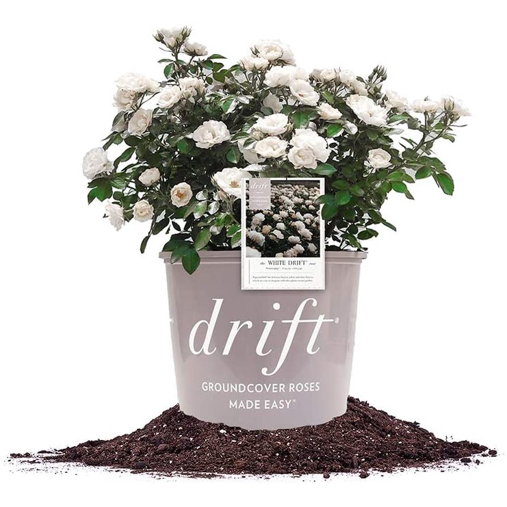 Hạt giống Cây hoàn hảo White Drift Rose Live Plant, 3 Gallon, Bao gồm Hướng dẫn chăm sóc