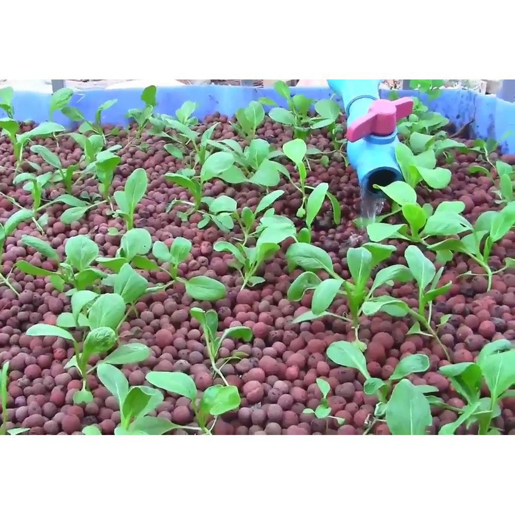 1kg Sỏi Nhẹ Trồng Lan, Rau Sạch hàng đẹp, phân phối chuyên nghiệp.