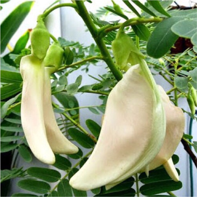 Hạt giống bông so đũa, cây điền thanh hoa lớn