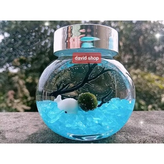 combo lọ tròn marimo phụ kiện trang trí
