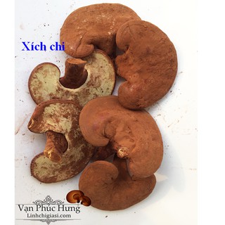 500gr Nấm linh chi thái lát - Vanphuchung