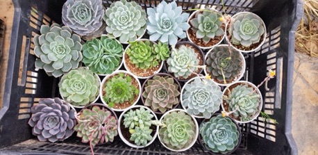 Sen đá (SIZE TRUNG) kích thước từ 9-12cm