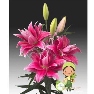 củ hoa ly kép thơm màu đỏ