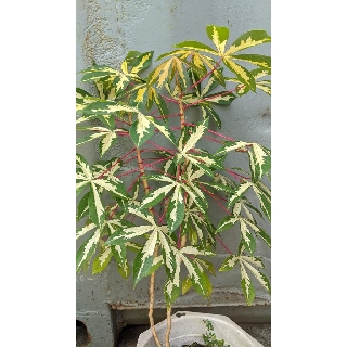 khoai mì cẩm thạch