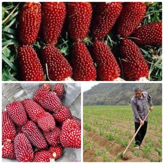 HẠT GIỐNG NGÔ MINI ĐỎ ( ĐỨC )
