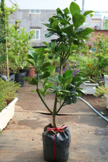 Bưởi da xanh ruột đỏ