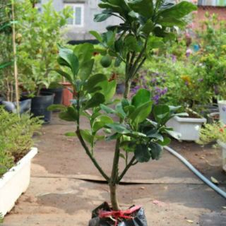 Cây 🌲 Bưởi da xanh ruột đỏ 1m