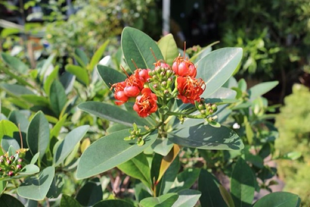 Mai Thái  hoa đỏ cam