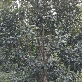 Phân bón vi lượng - Áo giáp kẽm Canxi