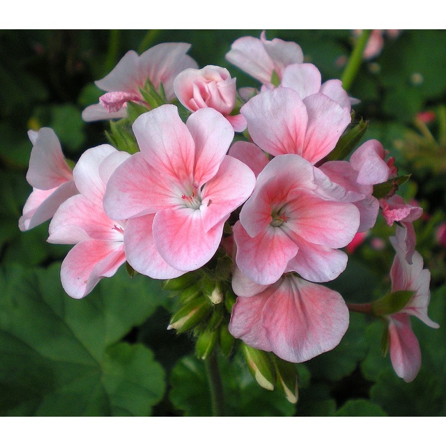 Hạt Giống Hoa Phong Lữ Mix Màu - SL: 5 HẠT