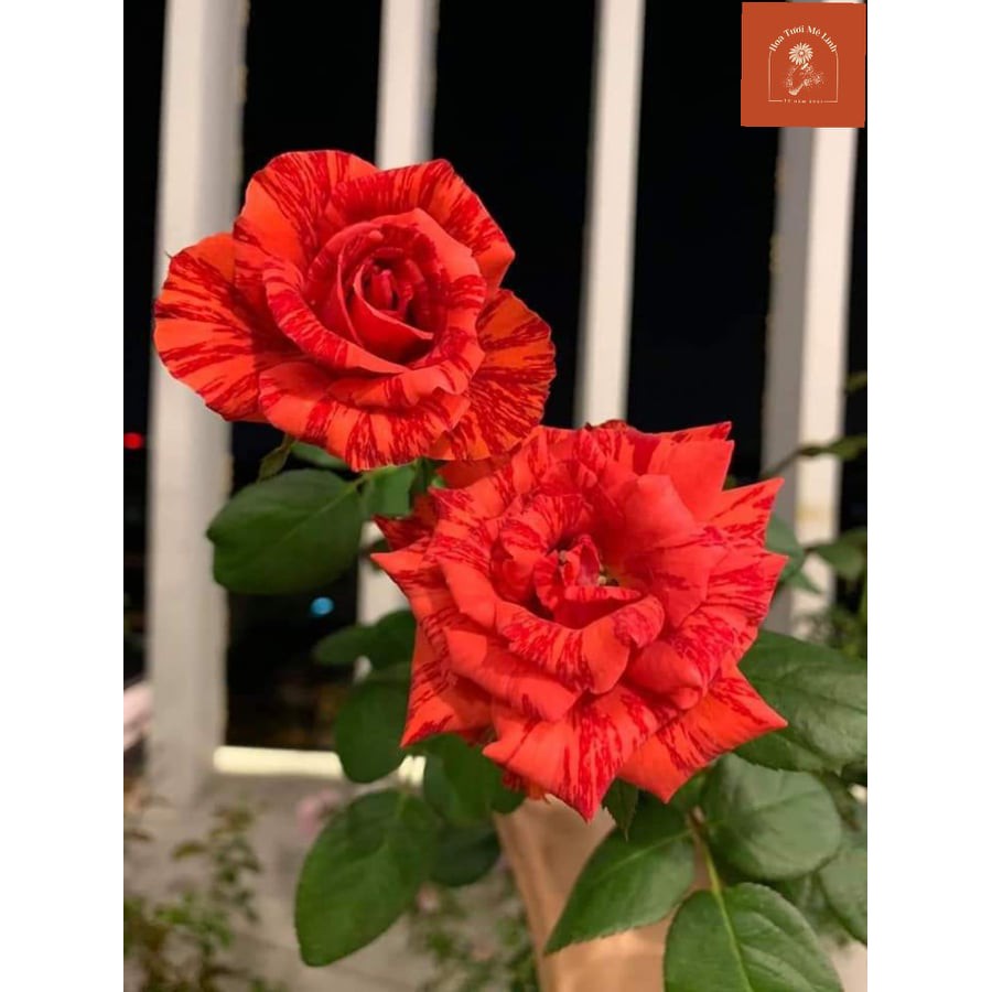 Hoa hồng bụi Red Intuition rose đỏ sọc đột biến-HoaTuoiMeLinh