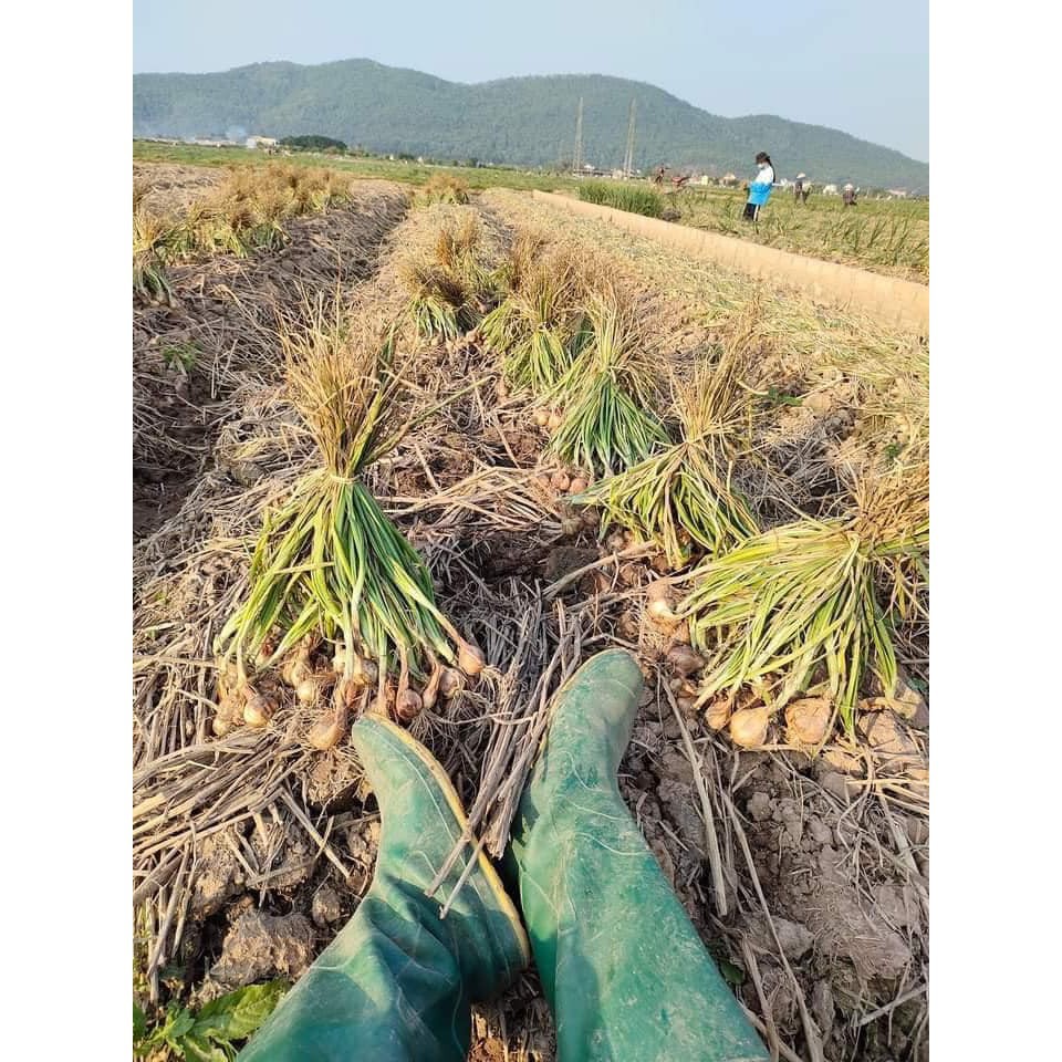 ⚡️ Hành ta khô kinh môn Hải Dương truyền thống siêu thơm ngon chuẩn vị giá rẻ