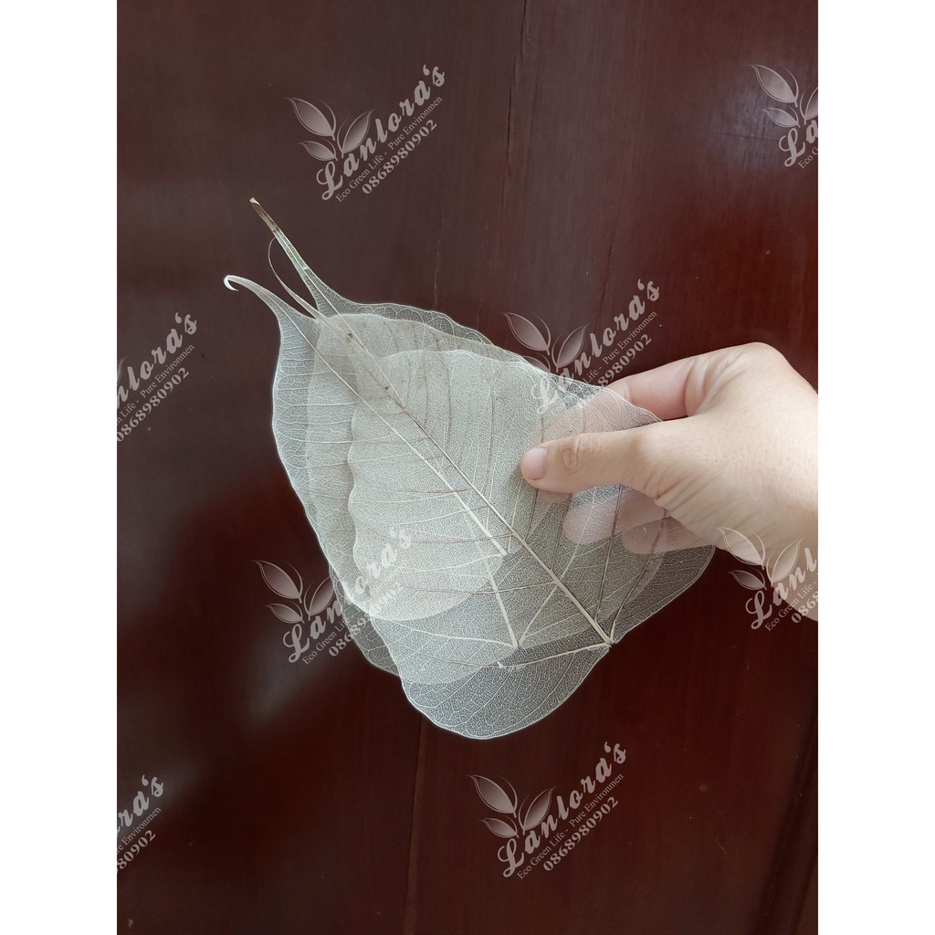 Set 10 Xương lá bồ đề, ngọc lan phơi khô tư nhiên không dùng chất tẩy trắng, lớn nhỏ ngẫu nhiên | BigBuy360 - bigbuy360.vn