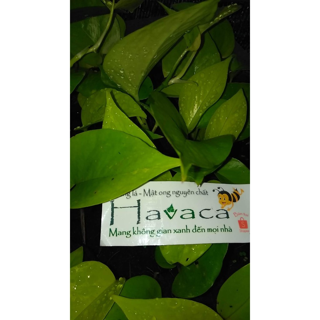 Trầu bà Thái lá vàng