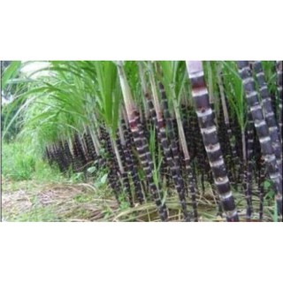 1lit Mật mía xứ nghệ