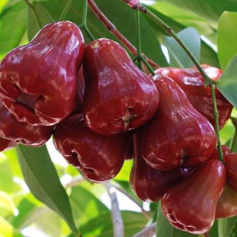 Cây mận an phước đang bông