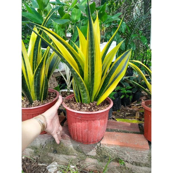 Cây Lưỡi hổ Hoàng Kim