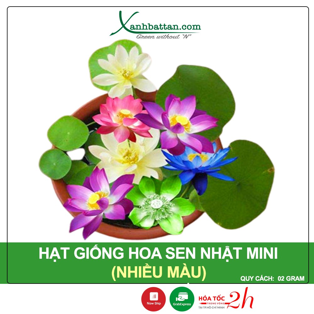 Hạt Giống Hoa Sen Mini Nhiều Màu, Nảy Mầm Nhanh, Dễ Trồng, Ra Nhiều Hoa, Hoa To Và Lâu Tàn Gói 2 Gram