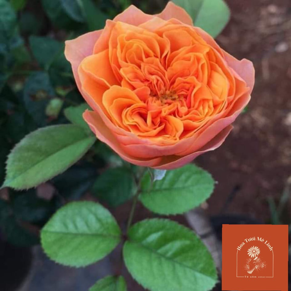Hoa hồng ngoại Sweet Vuvuzela rose -HoaTuoiMeLinh