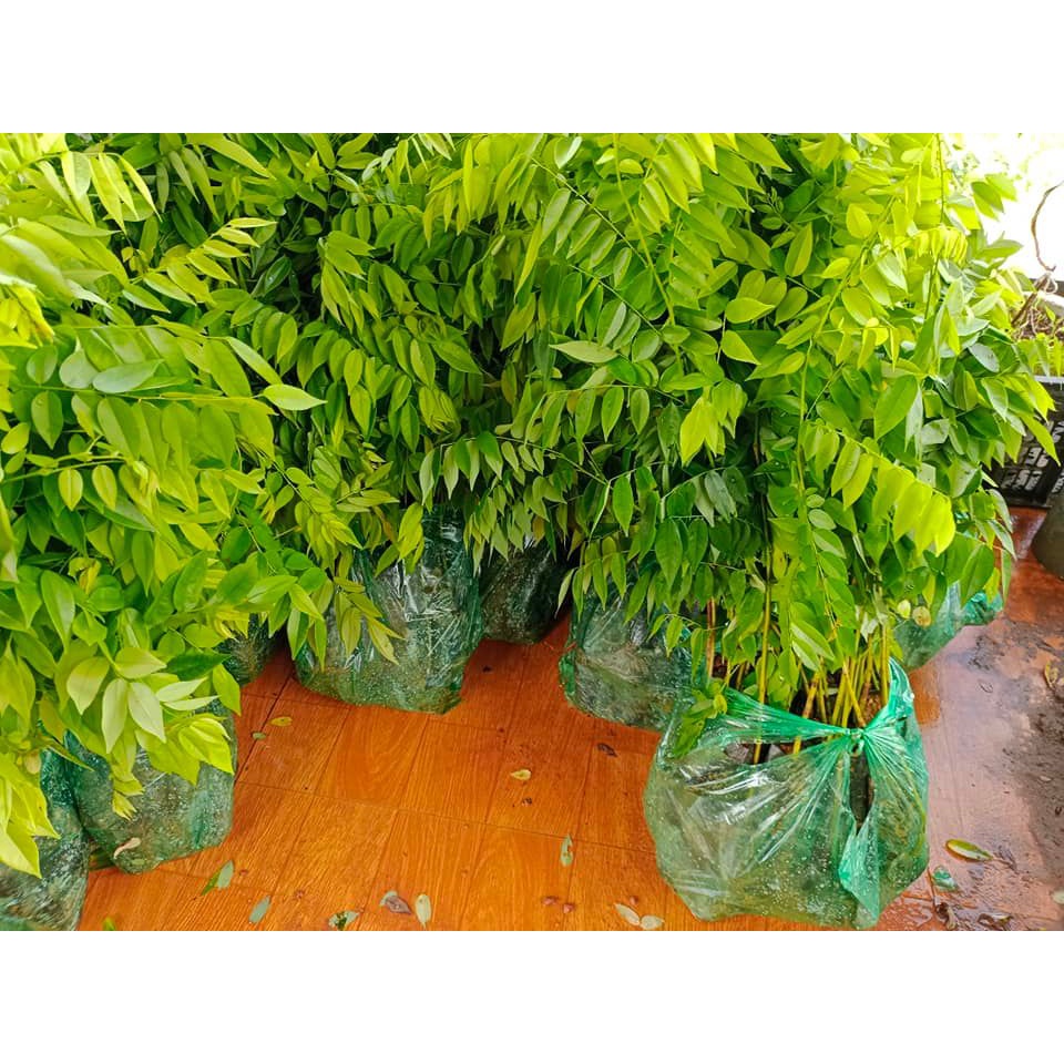 COMBO 10 cây sưa đỏ giống