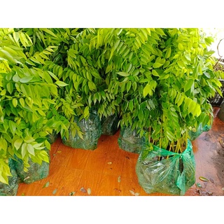 COMBO 10 cây sưa đỏ giống
