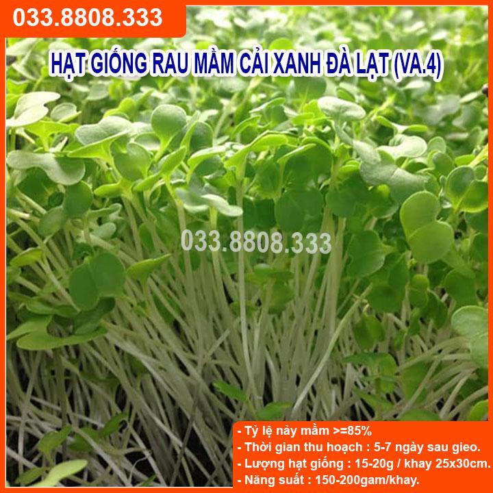 100G HẠT GIỐNG RAU MẦM CẢI XANH  GIỐNG CHUẨN, CỰC CHẤT LƯỢNG
