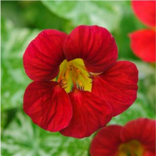 HẠT GIỐNG HOA SEN CẠN MIX ( TROPAEOLUM MAJUS )