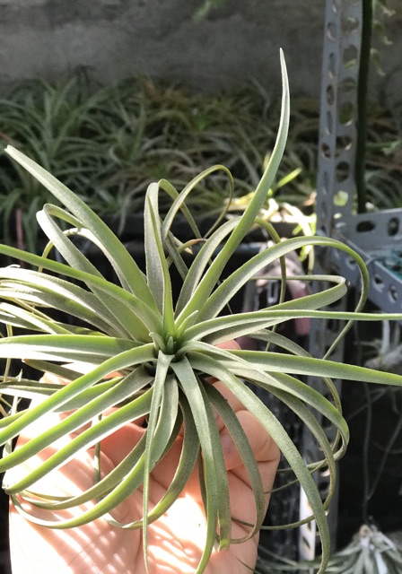 Cây không khí Tillandsia victoria -Victoria giant.