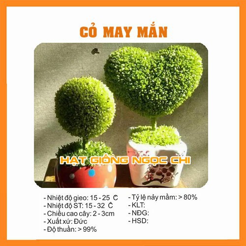 Hạt Giống Cây Cỏ May Mắn - 100 Hạt