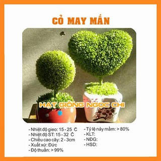 Hạt giống cây cỏ may mắn - 100 hạt