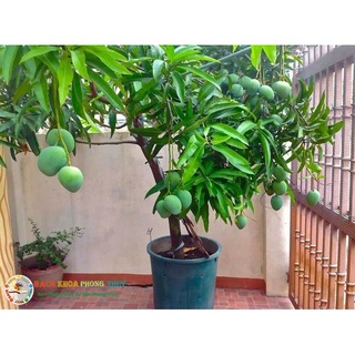 Cây giống Xoài Thanh ca  [ Giống GHép cho trái sớm - quả vàng - trồng chậu được].