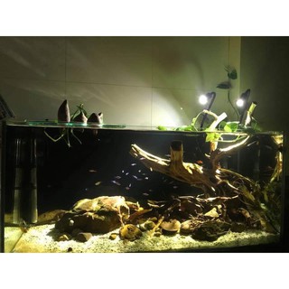 Đèn Led Rọi Cho Cá Cảnh