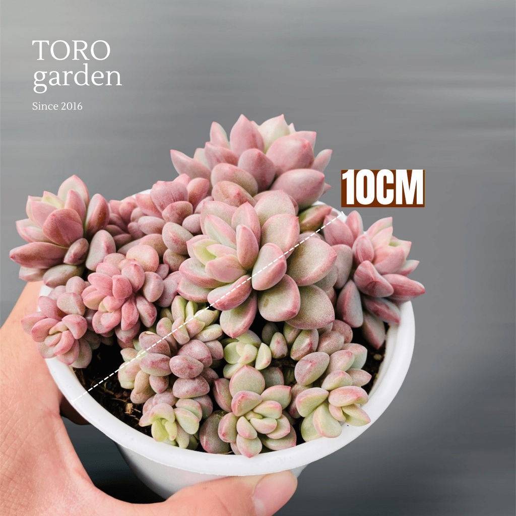 Sen đá aurora gem Đà Lạt size trung bình cây cảnh trang trí nhà cửa Toro garden