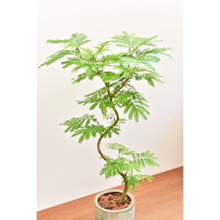 CÂY ME THÁI SIÊU QUẢ TRỒNG CHẬU + Tặng  phân hữu cơ cao cấp