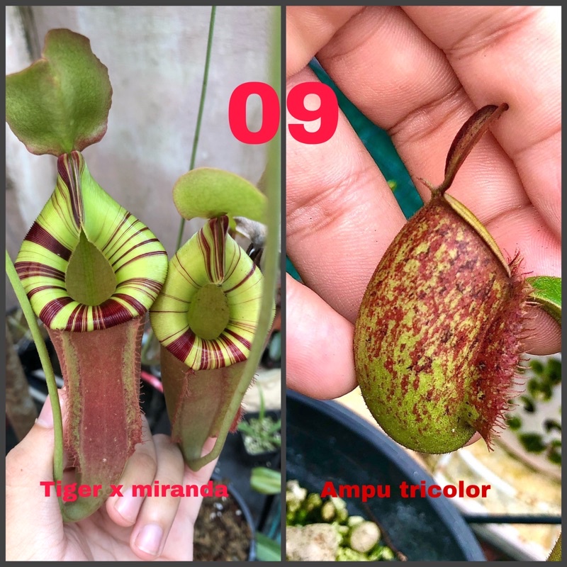 Hạt giống nắp ấm ( dòng lai như ảnh )
