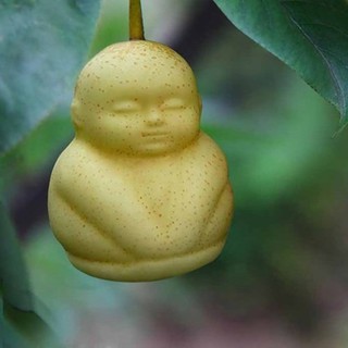 Hạt giống lê tiểu đồng| Lê mặt nhân