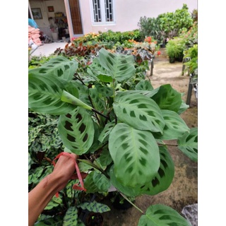 cây đuôi công Maranta leuconeura