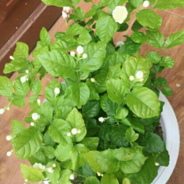 Nhài kép đang hoa (gửi cây như hình)