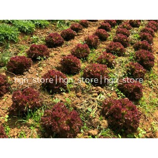 [Hạt Giống Thái Lan] Xà Lách Xoăn Đỏ Juijia (Gói zin 2Gram]