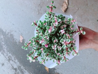 Cây Cành Vàng Lá Ngọc(đô la hồng)