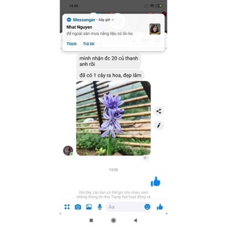 1 củ hoa Arapang, Thanh anh