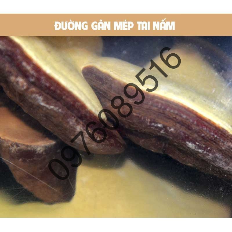 Nấm linh chi bao tử Hàn Quốc, túi 1kg