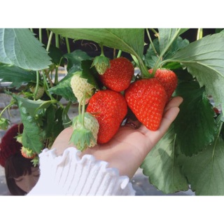 Dâu Tây chịu nhiệt giống hanna siêu ngọt giá lại rẻ