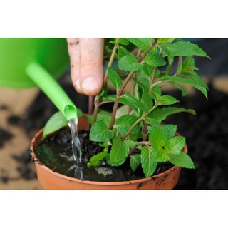 Hạt giống Bạc hà Socola