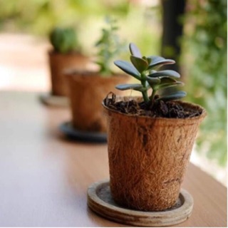 Chậu xơ dừa tròn trung